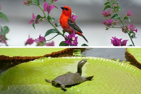 Paul and Virginie: When literature invites itself into the Mauritian wilderness