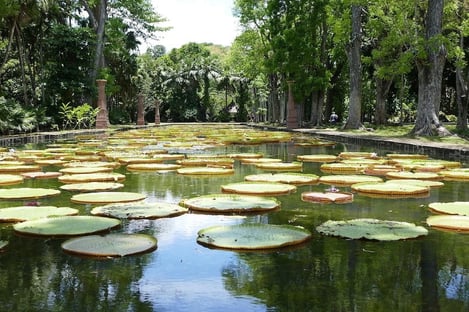 Excursion to the Jardin de Pamplemousses