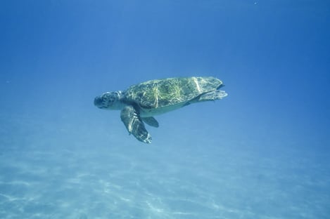 Meet the sea turtles: the National Marine Park and Marathonissi