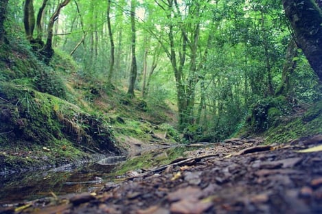 A la découverte des mystères de la forêt de Brocéliande