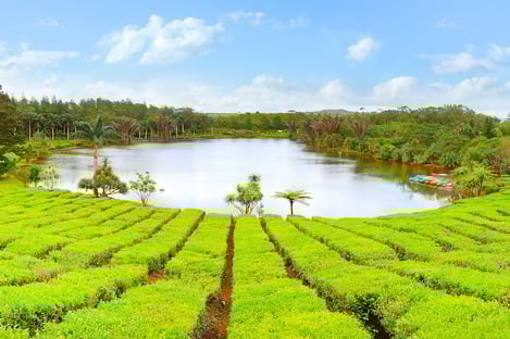 Découverte du thé de l’Île Maurice au domaine de Bois Chéri
