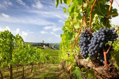 Wine tourism in Chianti: from Florence to Arezzo