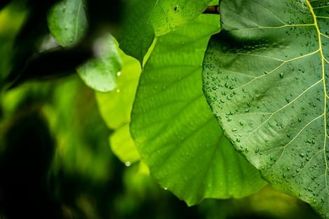 Planter des arbres, les bienfaits