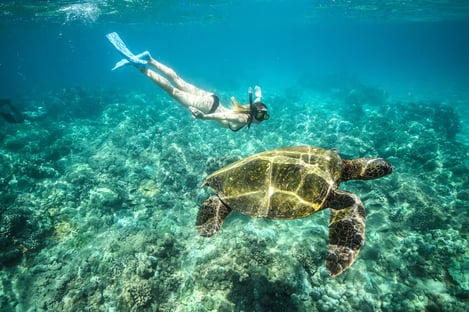 Where to swim with turtles?