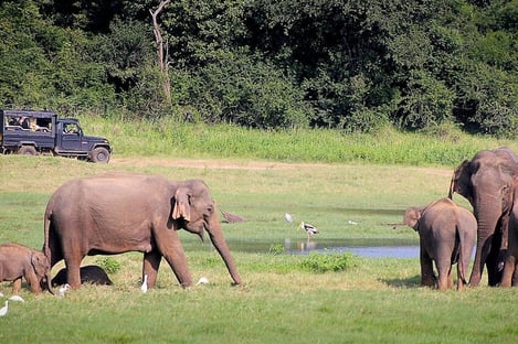 Parc National de Yala, Sri Lanka