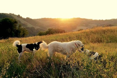 6 villas exceptionnelles pour accueillir vos animaux de compagnie