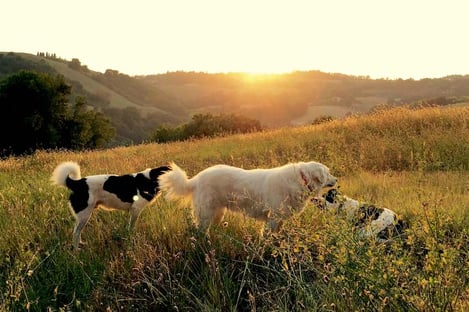 6 villas exceptionnelles pour accueillir vos animaux de compagnie