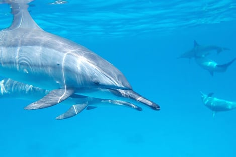 Swim with dolphins