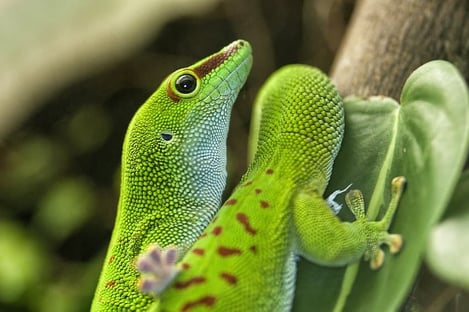 Geckos, baleines et autres : la faune variée de l'île Maurice