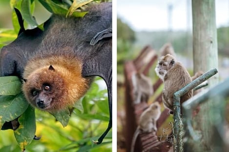 Sur terre : la faune sauvage de l’île Maurice