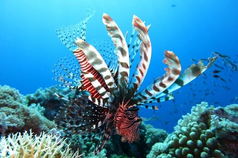 Geckos, baleines et autres : la faune variée de l'île Maurice