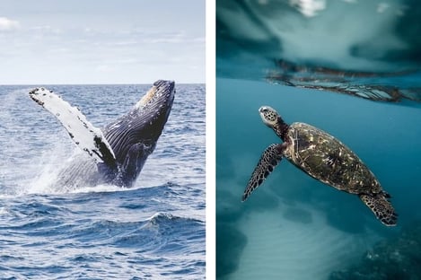 Dans l’Océan Indien : une vie aquatique incroyable sous les eaux bleu azur de l’île Maurice