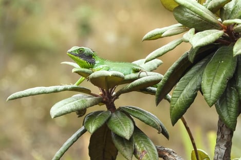 5- Pour admirer la faune et la flore locale
