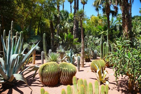The Majorelle garden, an ode to tranquility