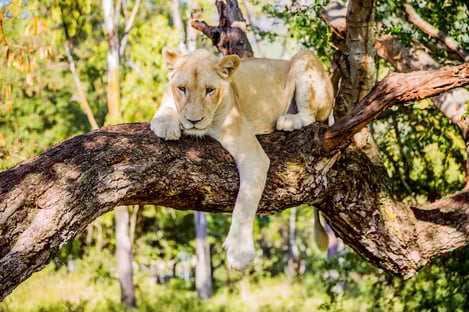 Vivre des aventures dans le parc Casela