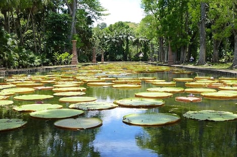 Se balader dans le Jardin Pamplemousse