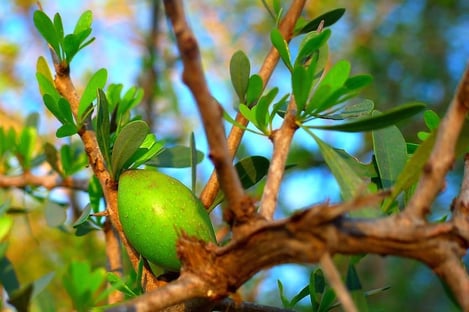 L’huile d’argan, qu’est-ce que c’est ?