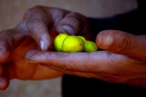 L’huile d’argan en chiffre