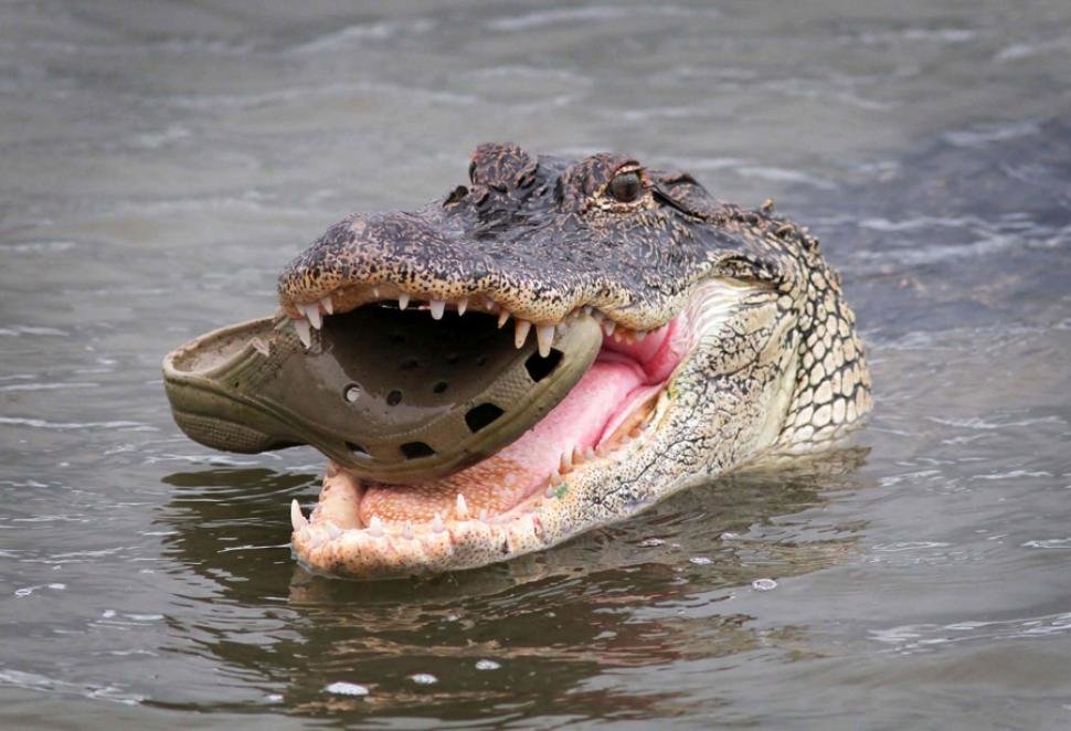 Crocs and crocodile online