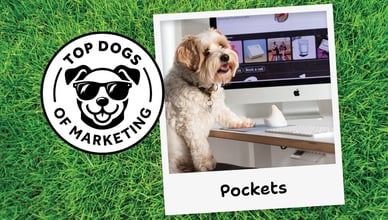 Pockets the Chief Nap Officer at Kindred Studio is a Top Dog of Marketing