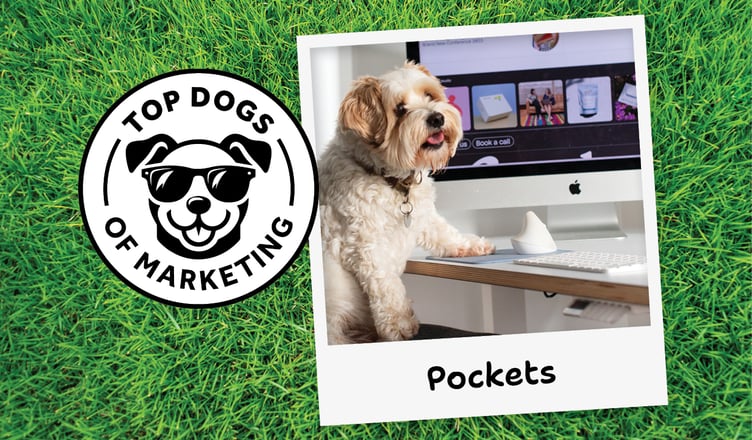 Pockets the Chief Nap Officer at Kindred Studio is a Top Dog of Marketing