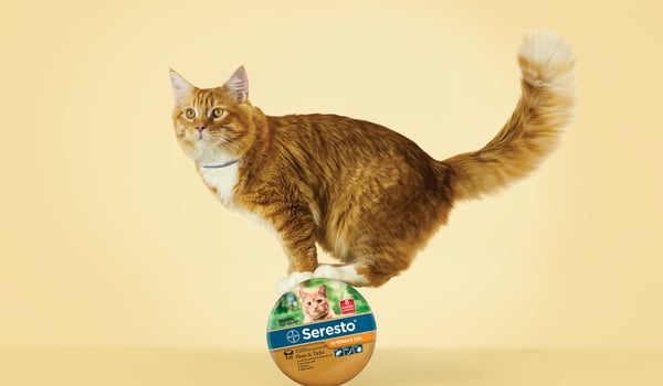 Cute cats star in Federation’s new campaign
