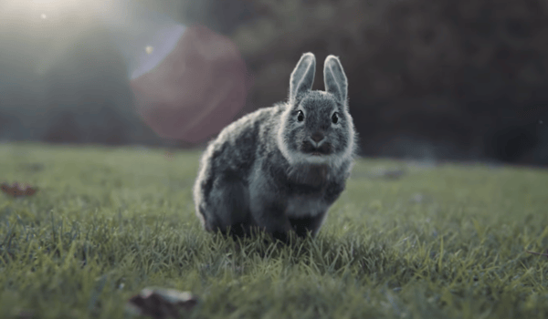Sky, DDB launch campaign with adorable cast