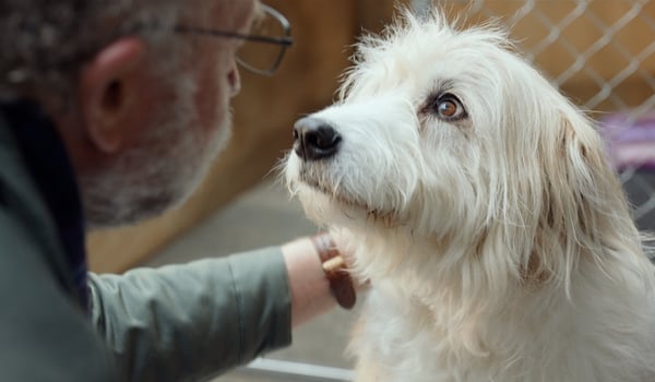 Trustpower and Art & Industry pull on the heartstrings with ‘Four legs good’