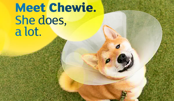 AA Pet Insurance and Quantum Jump ask ‘What’s in a name?’