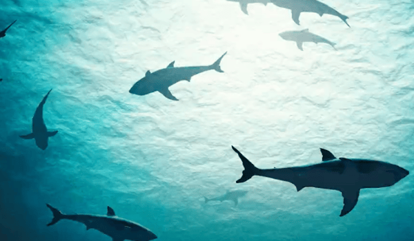 Live Ocean launch ‘The Real Watergate’ via DDB Group Aotearoa and VICE