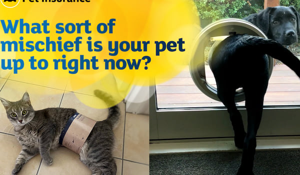 The AA and Quantum Jump discover pets’ secret lives