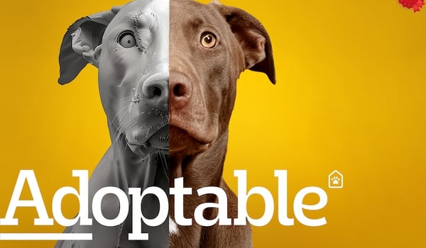 Pedigree, Colenso and Nexus release new campaign, Adoptable