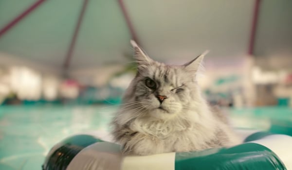 Adventurous cat’s voyage to South Korea inspires Kiwibank campaign