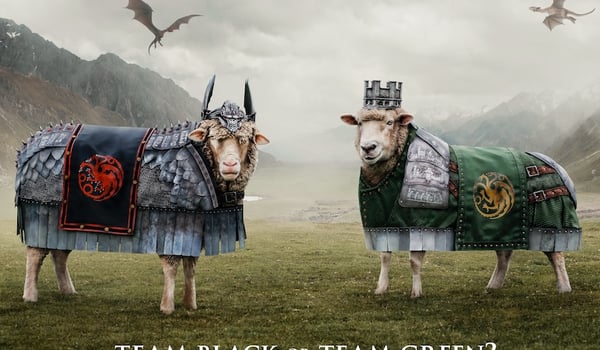 NZ’s sheep prepare for baattle