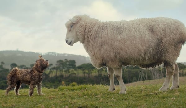 A tale of two dogs