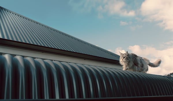 Colorsteel brings back Bella the cat to tell NZers to expect more from their roof