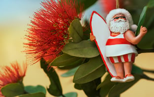 Close-up of flowers of New Zealand's native pōhutukawa tree with Santa Christmas decoration. The tree flowers over the NZ summer and is often referred to as the New Zealand Christmas tree.