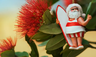 Close-up of flowers of New Zealand's native pōhutukawa tree with Santa Christmas decoration. The tree flowers over the NZ summer and is often referred to as the New Zealand Christmas tree.