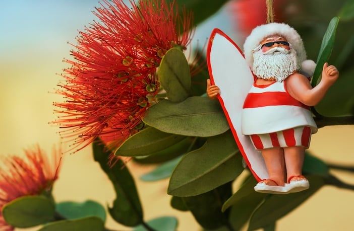 Close-up of flowers of New Zealand's native pōhutukawa tree with Santa Christmas decoration. The tree flowers over the NZ summer and is often referred to as the New Zealand Christmas tree.