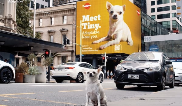 Colenso BBDO Auckland takes out Best of Show at One Asia Creative Awards