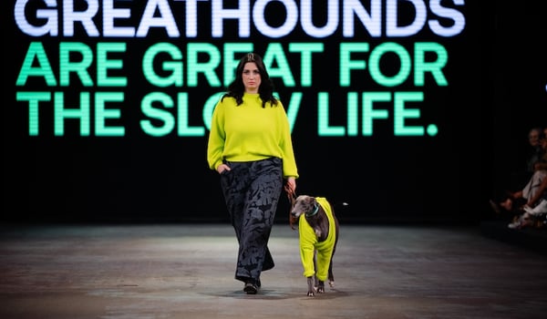 From haute couture to hound couture: Greyhounds take to the catwalk for NZ Fashion Week