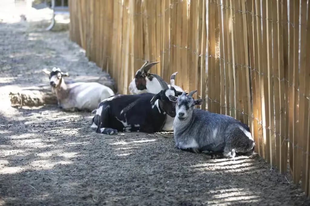 Camping La Sardane gallery 2