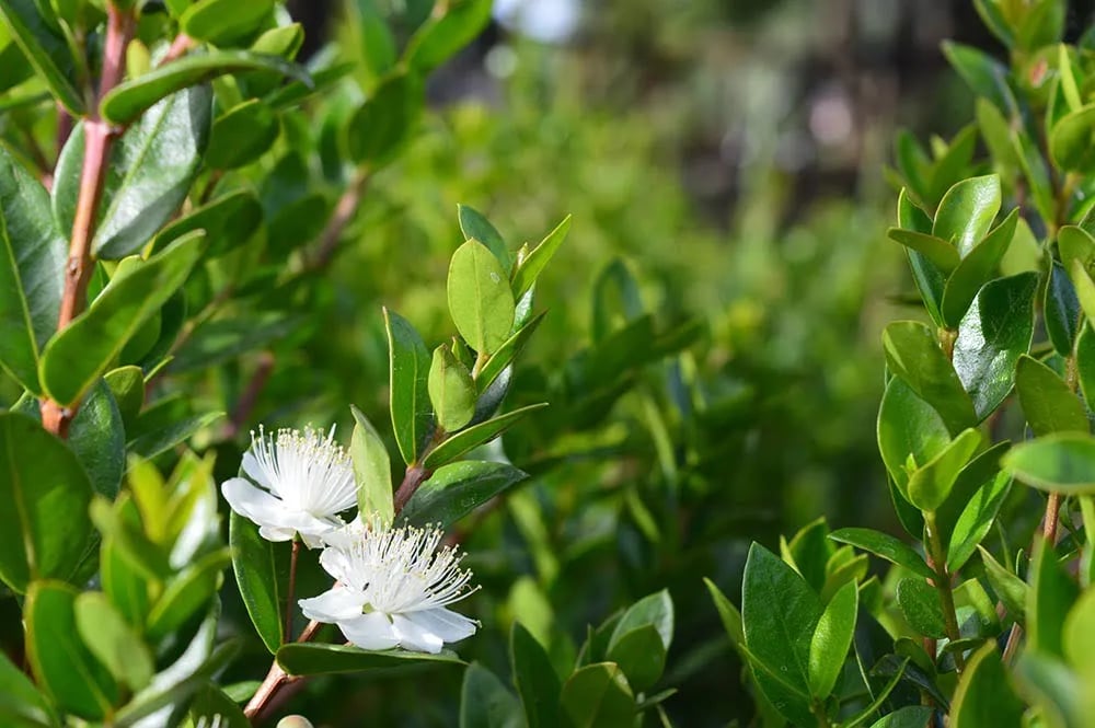 Mons Gibel Camping Park gallery 3