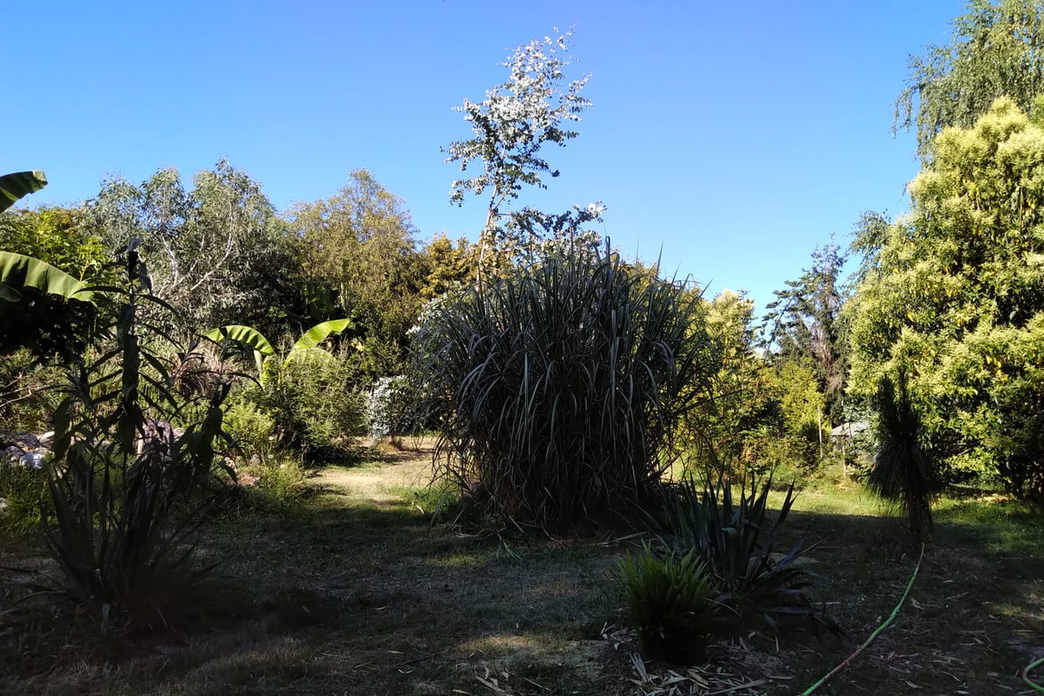 Nature Camp Eucalyptus gallery 4