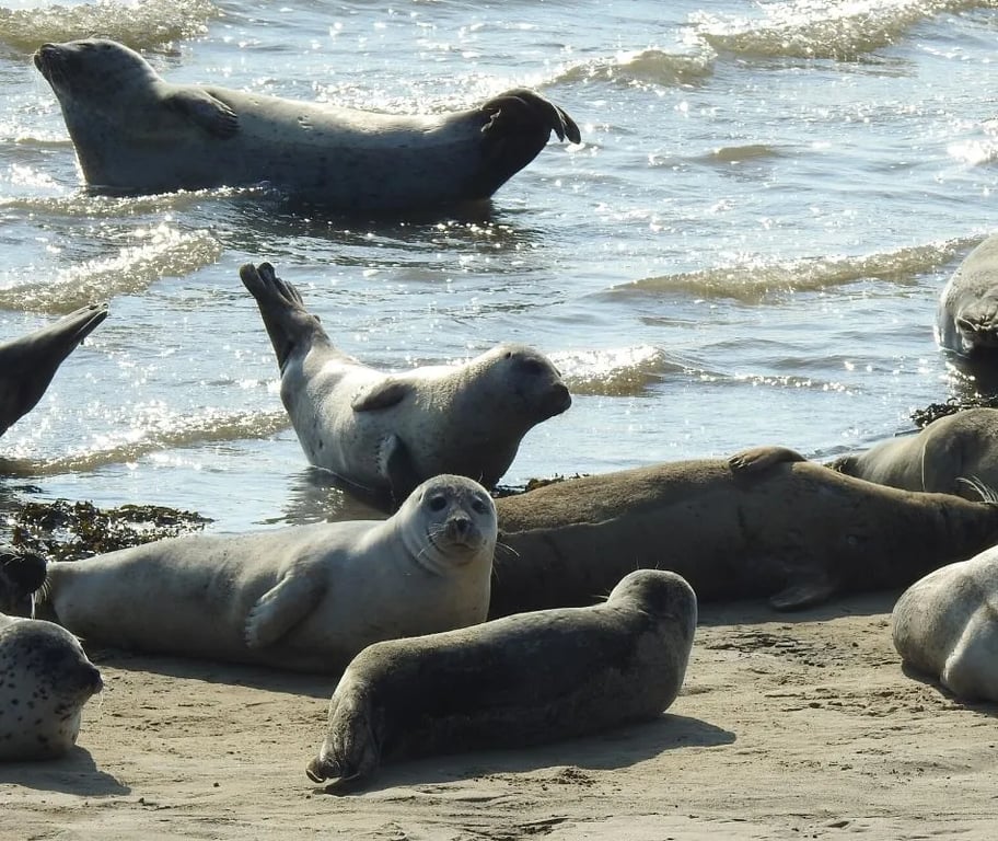 Camping Zeestrand Eems-dollard