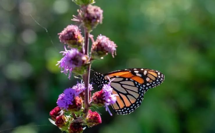 Cuivre River State Park Campground gallery 1