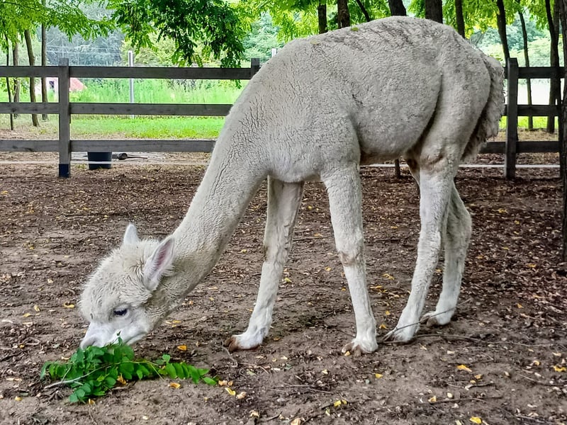 Alpacacamp gallery 2