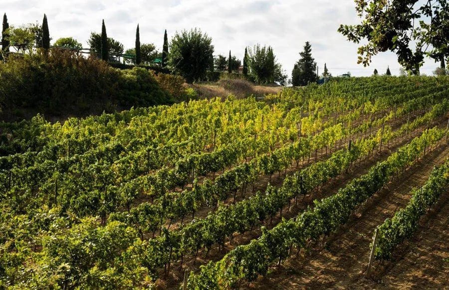 Agriturismo La Serra del Pino gallery 3