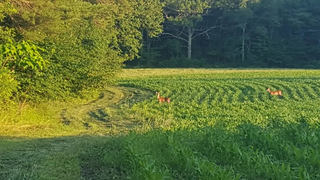 Dyer Woods Nudist Campgrounds gallery 2