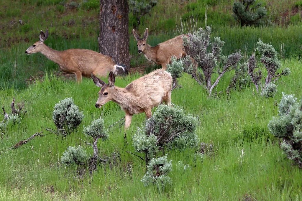 Pa-Co-Chu-Puk Campground — Ridgway State Park